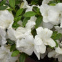 Autumn Ivory Encore Azalea Evergreen Shrub in Full Bloom with Oval Green Leaves
