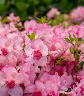 Autumn Kiss® Encore® Azalea