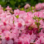 Autumn Kiss® Encore® Azalea with two-tone pink reblooming flowers in a compact evergreen shrub form