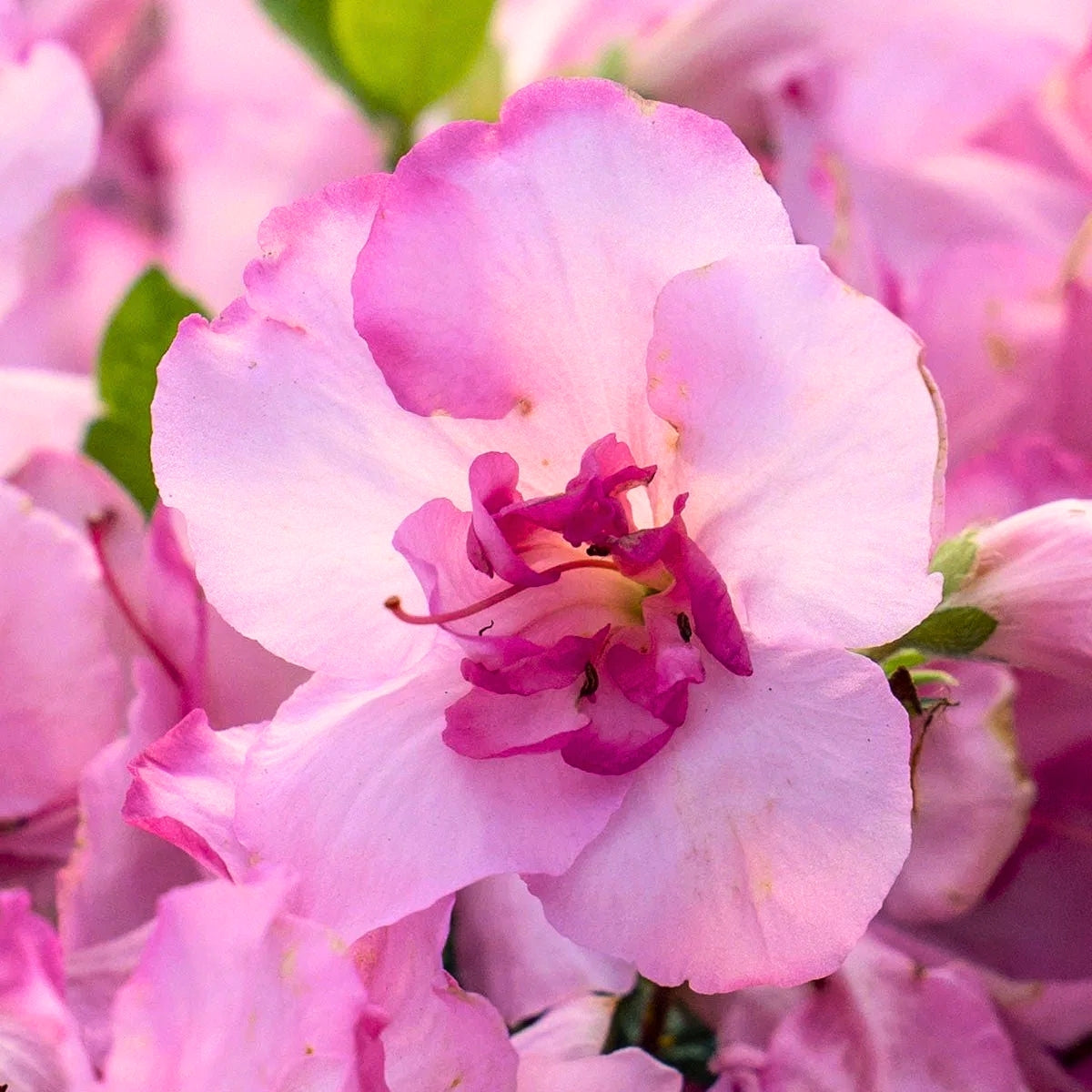 Autumn Kiss® Encore® Azalea for Sale | Reblooming Pink Evergreen Shrub