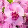 Close-up of Autumn Kiss® Encore® Azalea two-tone pink flowers against evergreen foliage