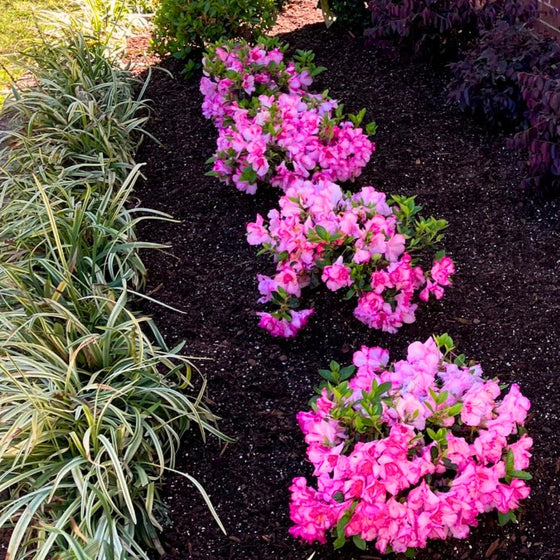Freshly Planted Autumn Kiss® Encore® Azalea blooming with semi-double pink flowers in a foundation bed