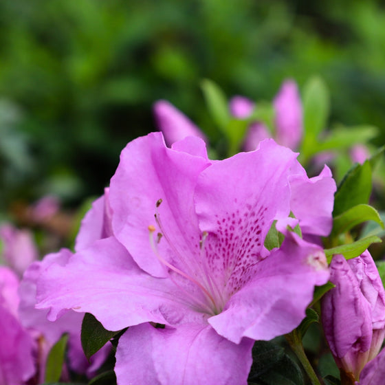 Autumn Lilac Encore Azalea Shrubs showing off it's lavender blooms