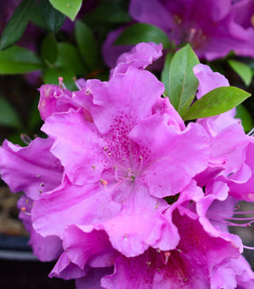 Autumn Lilac® Encore® Azalea