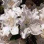 Autumn Lily Encore Azalea Shrubs with pure white flowers