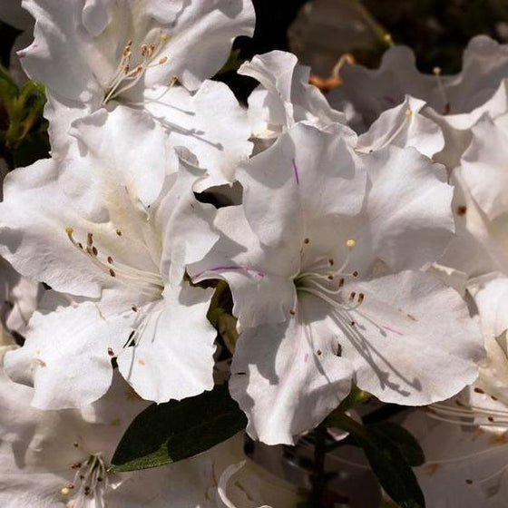 Autumn Lily Encore Azalea Shrubs with pure white flowers