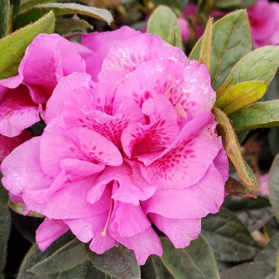 The Autumn Majesty Encore Azaleas are new for 2021 with beautiful purple blooms