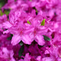 The Autumn Majesty Encore Azaleas are new for 2021 with beautiful purple blooms