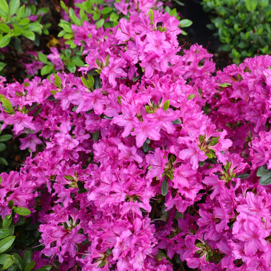 autumn majesty azalea in full bloom april