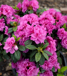 Autumn Majesty® Encore® Azalea