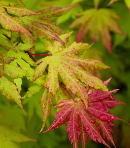 Autumn Moon Japanese Maple
