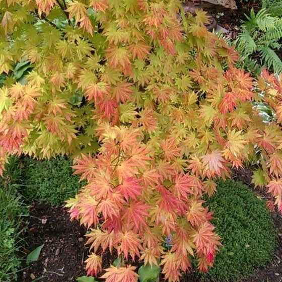 yellow orange and red acer autumn moon japanese maple