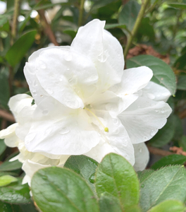 Autumn Moonlight® Encore® Azalea