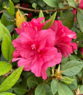 Autumn Rouge Encore Azalea