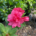 spring blooming bright pink flowers on the autumn rouge encore azalea shrubs