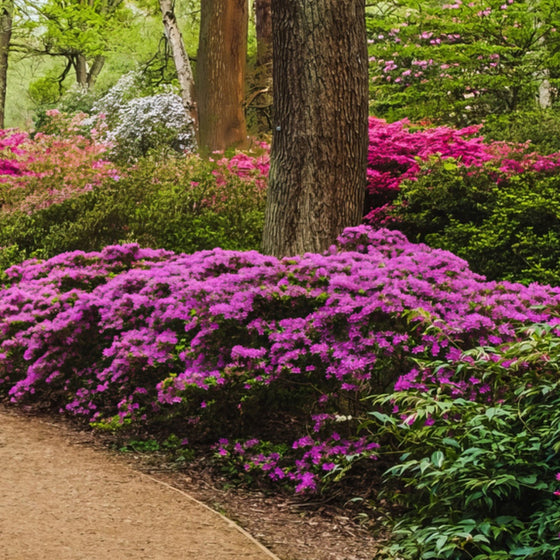 autumn royalty encore azalea growing along a pathway in a shade garden