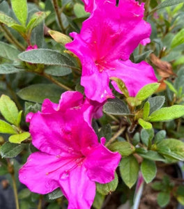 Autumn Royalty® Encore® Azalea