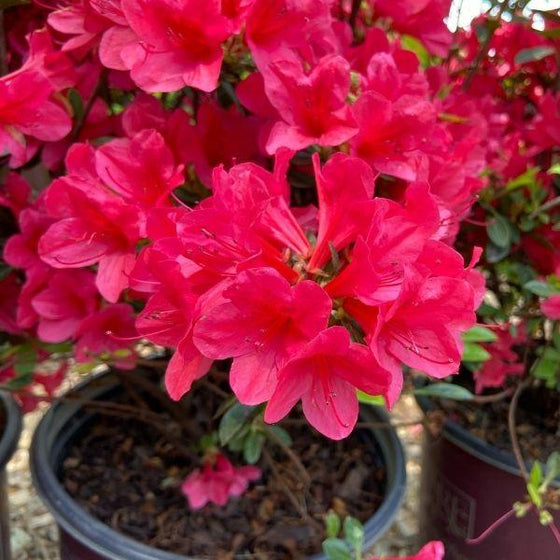 encore autumn ruby azalea has bright pink flowers that grow in clusters