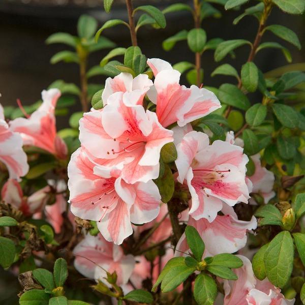 Buy Autumn Starburst Encore Azaleas Online | Garden Goods Direct