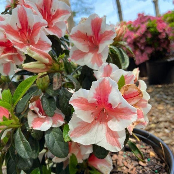 pink and white multicolored spring blooming flowers starburst azalea encore shrub