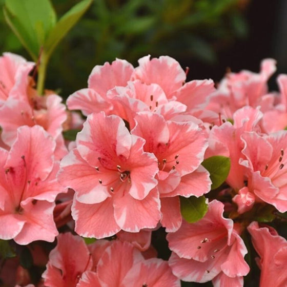 variegated pink and white flowers on Autumn Starburst Encore Azalea