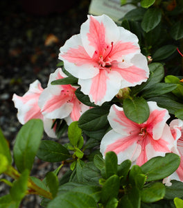 Autumn Starburst® Encore® Azalea