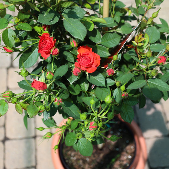 close up view of coral colored blooms on autumn sunblaze rose tree
