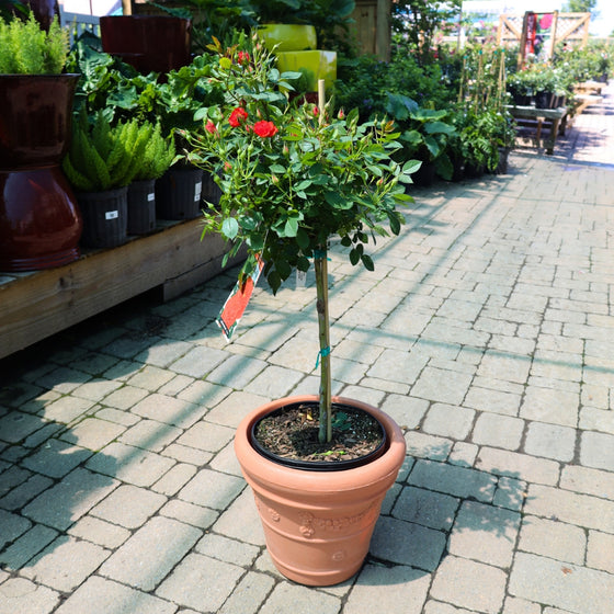 autumn sunblze miniature rose tree in terracotta colored pot