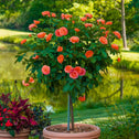 orange blooming rose tree