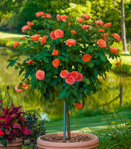 Autumn Sunblaze® Miniature Rose – Tree Form