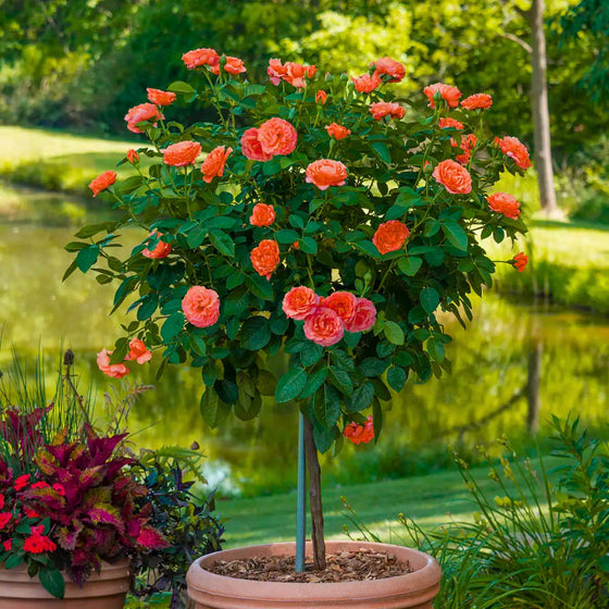 orange blooming rose tree