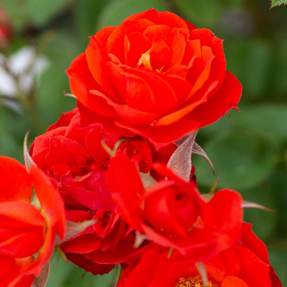 bright orange roses
