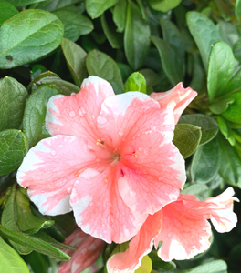 Autumn Sunburst® Encore® Azalea