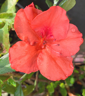 Autumn Sunset Encore Azalea