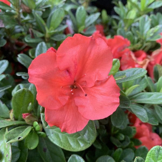 Azalea Sunset Buy Autumn Sunset Encore Azalea Online | Garden Goods Direct