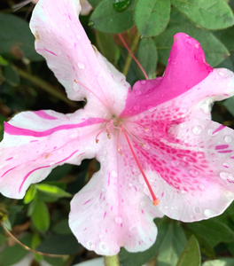 Autumn Twist® Encore® Azalea