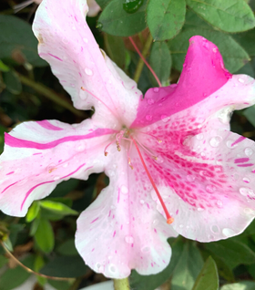 Autumn Twist® Encore® Azalea