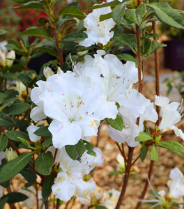 Autumn Lily® Encore® Azalea