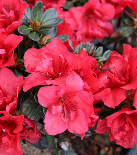 Autumn Fire® Encore® Azalea
