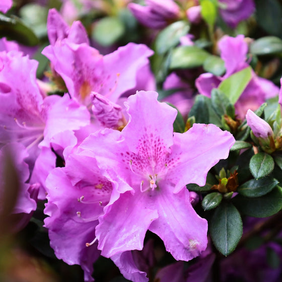 lavender purple bloom of the autumn lilac azalea shrub