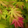 close up view of neon green to vibrant red foliage on autumn moon japanese maple