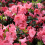 close up shot of mass of azalea blaauw's pink blooms