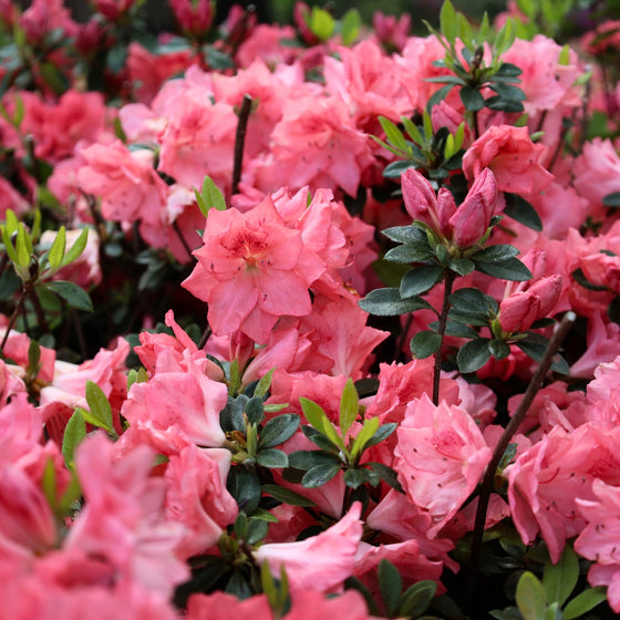 close up shot of mass of azalea blaauw's pink blooms