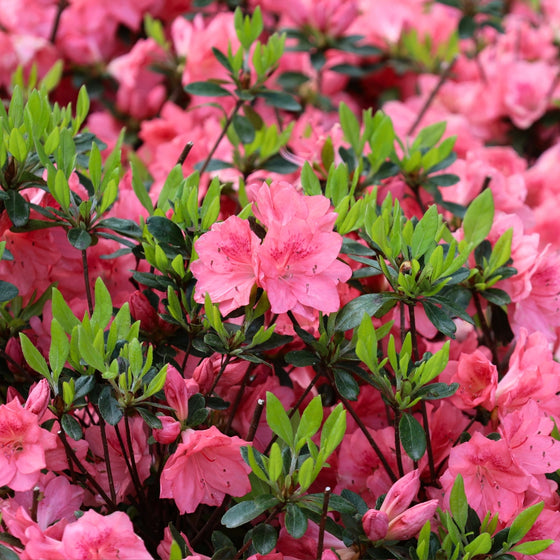 close up of vibrant pink blooms of Azalea Blaauw's Pink with vibrant green new growth in spring