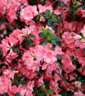 Azalea Blaauw's Pink