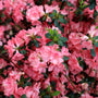 cluster of bright pink blaauws azalea flowers spring blooming
