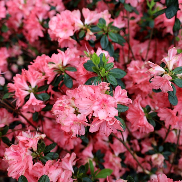 Blaauw's Pink Azalea | Dwarf Evergreen With Salmon-Pink Blooms