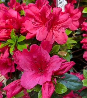 Azalea Girard Crimson