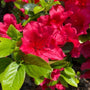 Red evergreen azalea flowers on Girard Crimson shrub in a spring landscape