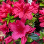 Girard’s Crimson Azalea blooming with rosy red flowers in a part shade garden bed